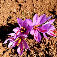 サカキ,サフラン,センダン,ヒサカキ,ケイトウ セロシアの画像