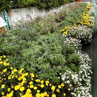 ケイトウ,ケイトウ,サルビア,ジニア,ジニアの画像