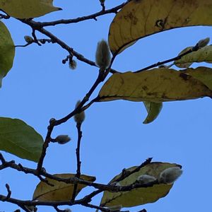 コブシ,花散歩,熊本,熊本からの画像