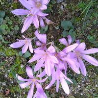 イヌサフラン,サフラン,いつもの散歩道,お出かけ先の画像