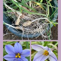 ハナニラ,キク,植え替え,花のある暮らし,お花大好き♡の画像