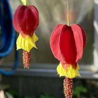 アブチロンの画像