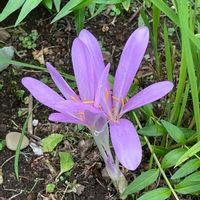 イヌサフラン,コルチカム,サフラン,キカラスウリ  ,球根植物の画像