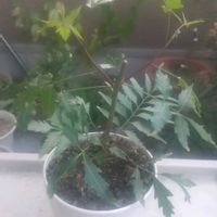 ニーム,インド,ベランダの画像