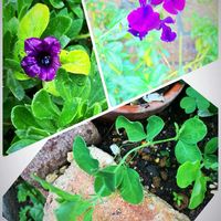 グリーンピース,グリーンピース,花のある暮らし,GSに感謝。,頑張れ！わたし٩(ˊᗜˋ*)و❤︎*。の画像