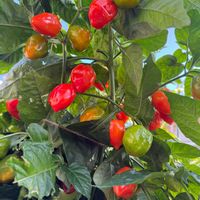 ハバネロ,可愛い,成長記録,緑のある暮らし,Capsicum chinenseの画像