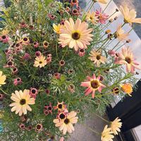 ラナンキュラス,パンジー,葉牡丹,宿根草,ボンザマーガレットの画像