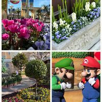 オリーブ,月桂樹,シコンノボタン,ストック,ストックの画像