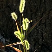 ヒメジョオン,メリケンカルカヤ,エノコログサ,近所の公園,秋の風景の画像
