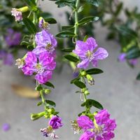 クフェアの画像