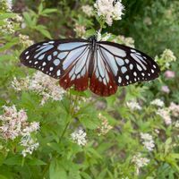 フジバカマ,フジバカマ,フジバカマ,フジバカマ,フジバカマの画像