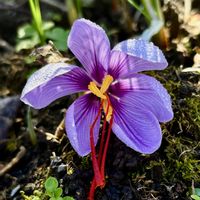 イヌサフラン,サフラン,サフラン,実家の庭,楽しみ〜の画像