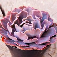 シャビアナの画像