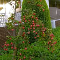 アサガオ,ヤマボウシ,スズメノヒエ,クライミングサンパラソル,寄り道散歩の画像