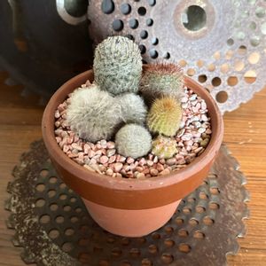 サボテン,多肉棚,サボテンの寄せ植え,楽しい時間,HTC No.178の画像