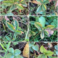 四つ葉のクローバー,白詰草,白詰草（クローバー）,四つ葉クローバー,クローバー(しろつめくさ)の画像