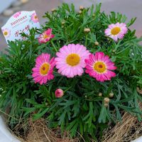 ボンザマーガレット,ボンザマーガレット　サンライズピンク,ボンザマーガレット サンライズピンク,ガーデニング,マイガーデンの画像