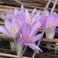 イヌサフラン,サフラン,コルチカム(イヌサフラン),ユリ科,アヤメ科の画像