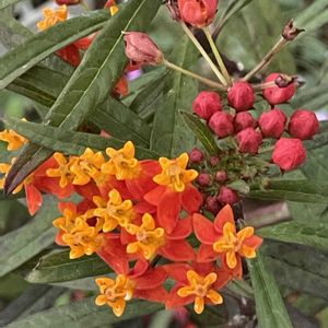 ヤナギトウワタ　（柳唐綿）,ミニブーケ,初めての花♡の画像