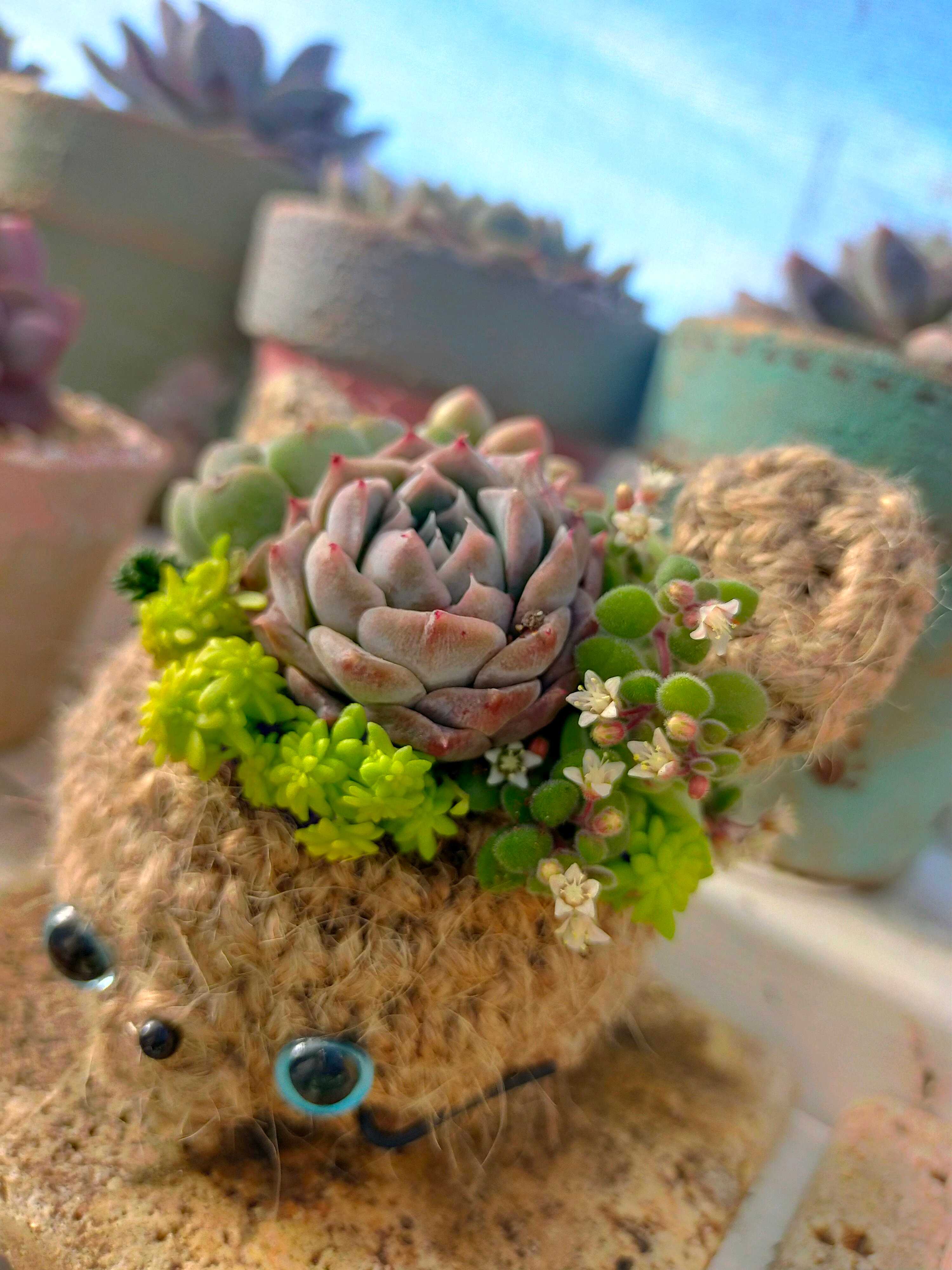 多肉植物の寄せ植えをつくろう！植える種類の組み合わせはどうする