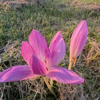 イヌサフラン,サフラン,スノードロップ,キバナタマスダレ,山野草の画像