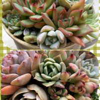 虹の玉,神刀,メラコ,多肉寄せ植えの画像