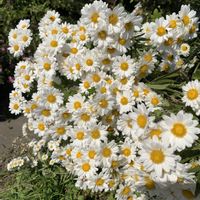 ガザニア,キク,ヒャクニチソウ,柴犬,虹の日の画像