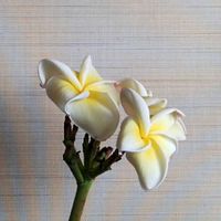 プルメリア,白い花,熱帯植物,和室の画像