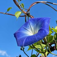 アサガオの画像