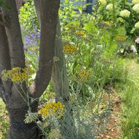 カレープラント,宿根草の庭,広い庭,庭の画像