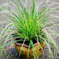 カレックス,観葉植物,鉢植え,グランドカバー,花のある暮らしの画像