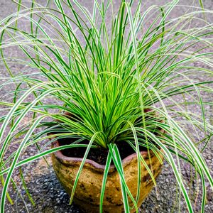 カレックス,観葉植物,鉢植え,グランドカバー,花のある暮らしの画像