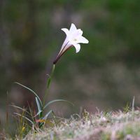 百合,テッポウユリ,山野草,山歩き,野鳥の画像