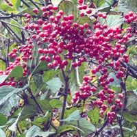 ガマズミ,ガマズミ,ガマズミ,山野草,散策の画像