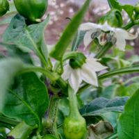 ピーマンの画像