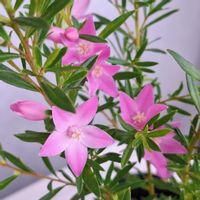 サザンクロス,ベランダの画像