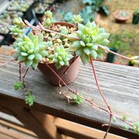 ハオルチア,マクドガリー,氷皇,グラプトペタルムの画像