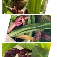 吉祥草,吉祥草,꒰ღ˘◡˘ற꒱かわゅ~,植物中毒,蕾ちゃんの画像