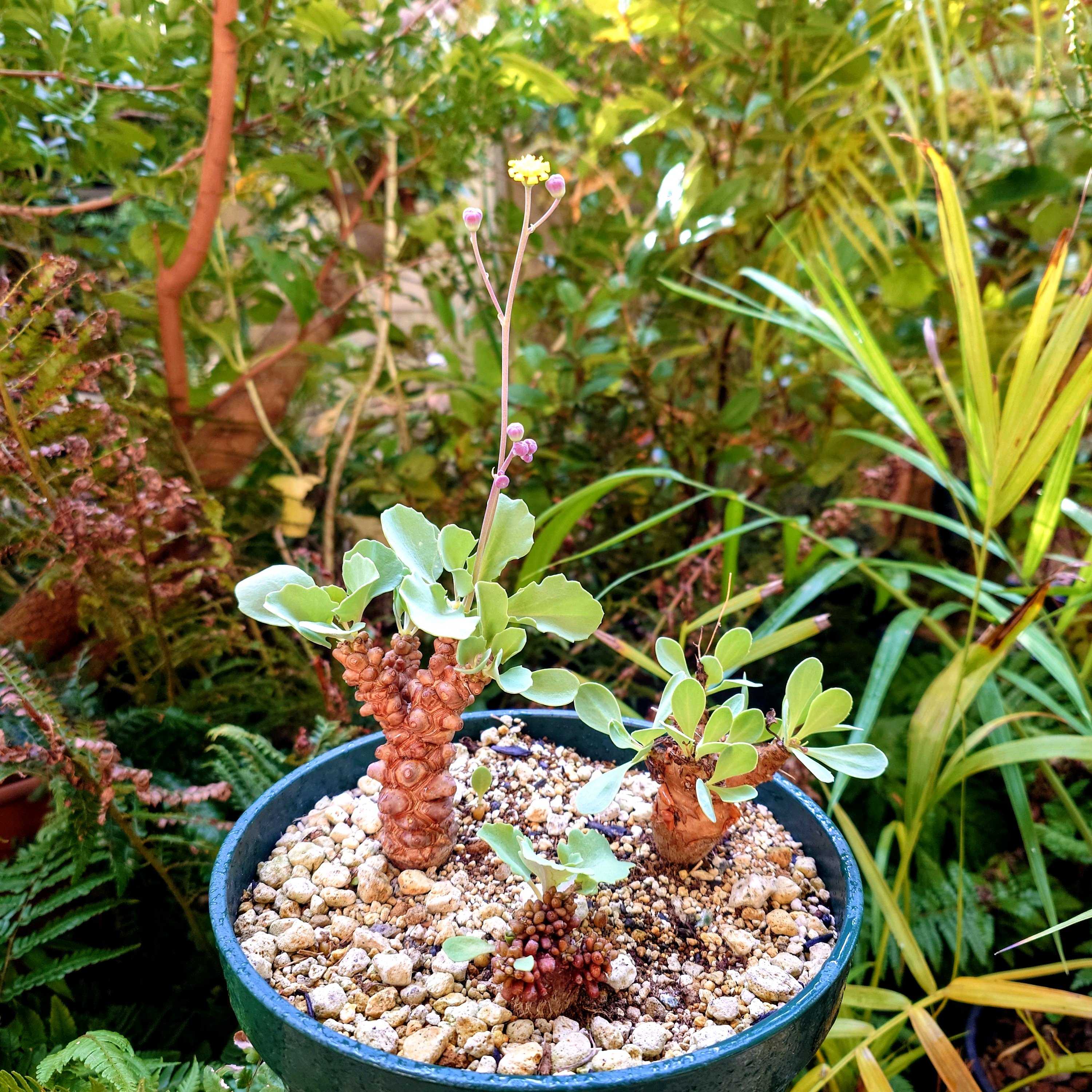 オトンナ・アルミアナの一覧｜🍀GreenSnap（グリーンスナップ）