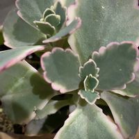 胡蝶の舞,胡蝶の舞錦,多肉植物,カランコエ属,錦の日の画像