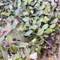 ブライダルベール,小さな庭の画像