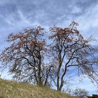 柿の木,柿の実,秋の空と柿の木,立派な柿の木✨,美しいの画像