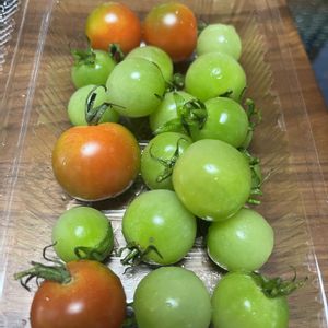 ミニトマト,家庭菜園,庭の画像