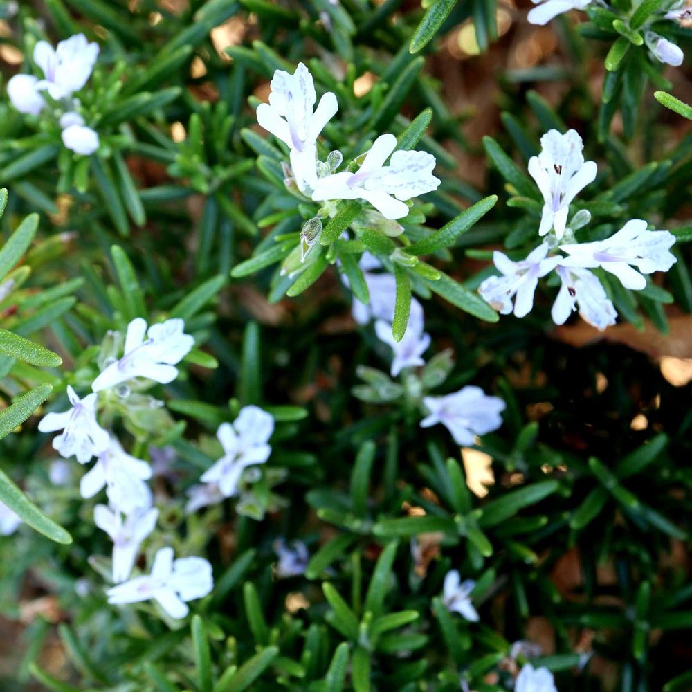 野葡萄さんの南区への投稿
