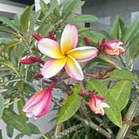 プルメリアの画像