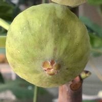 イチジク,いちじく,ホワイトイスキア,室内栽培,鉢栽培の画像