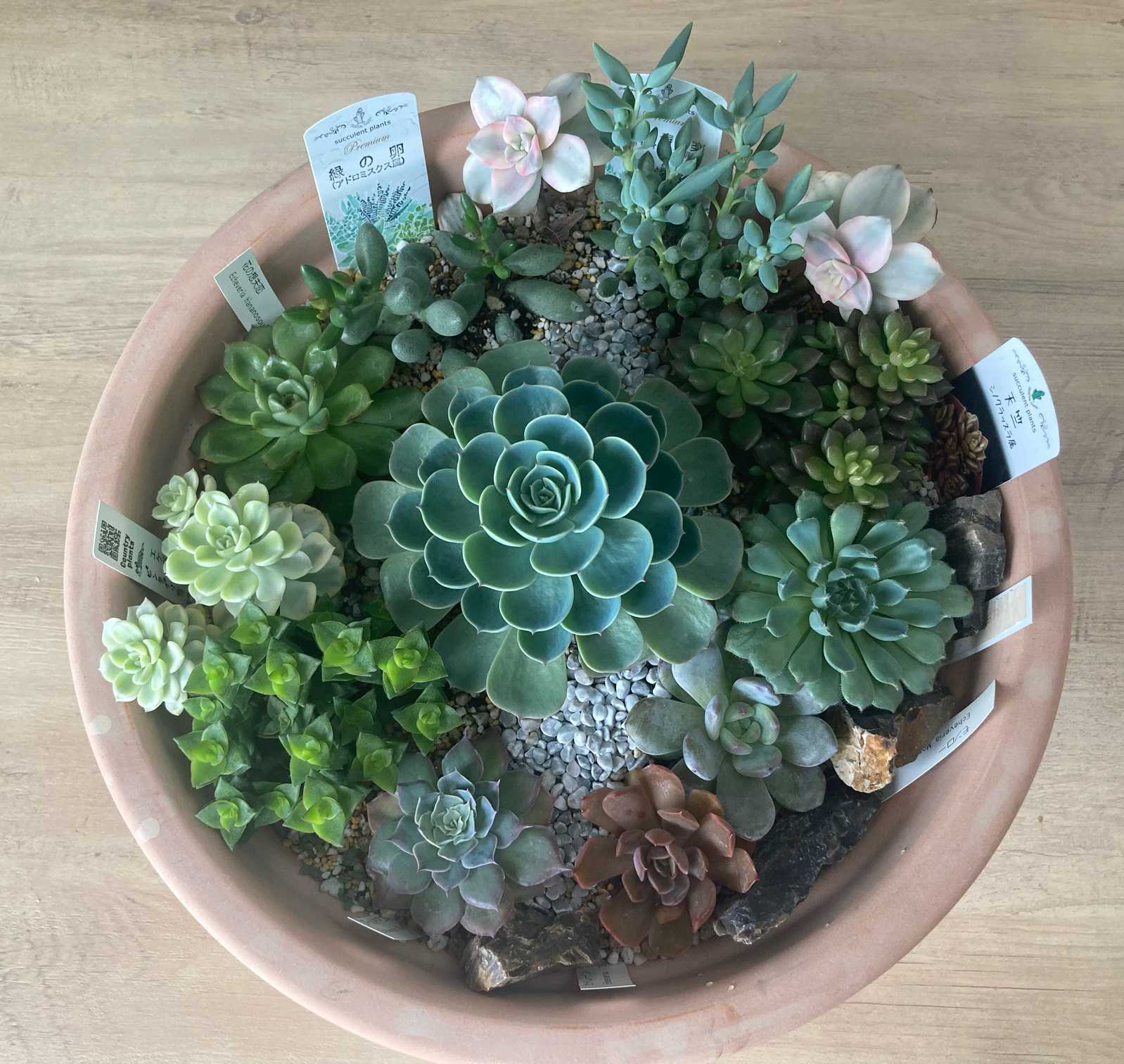 多肉植物 膵臓のたまご 多肉植物膵臓のたまご