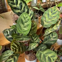 カラテア,カラテア,観葉植物,ハイドロカルチャー,カラテア属の画像