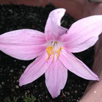 ゼフィランサスの画像