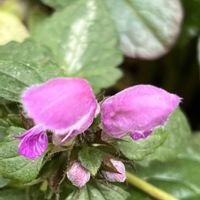 ラミウム,小さな幸せ,優しい気持ち,嬉しい開花,穏やかな毎日の画像